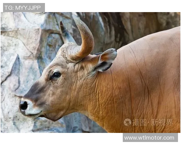 雄牛队近期比赛实力有所下滑，需加强备战